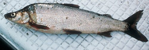 Humpback whitefish